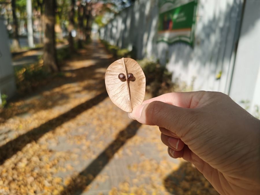 最美落葉季 上海46條景觀(guān)道“落葉不掃” 賞高品質(zhì)落葉景觀(guān)